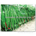2015 New Hybrid F1 Hot Long Chili Pepper Seeds For Sale-Spicy Show No.5
